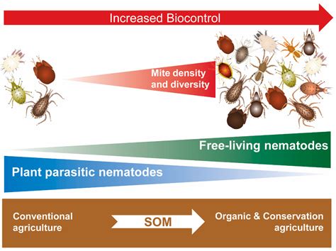  Nematode Meal - Unlocking Sustainable Soil Health through Ancient Biocontrol Agents!