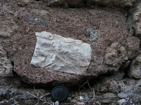  Xenoliths: Unveiling the Unexpected Strength and Aesthetic Appeal of Displaced Rock Fragments!